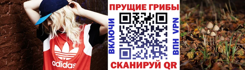 Псилоцибиновые грибы Cubensis  Талдом 